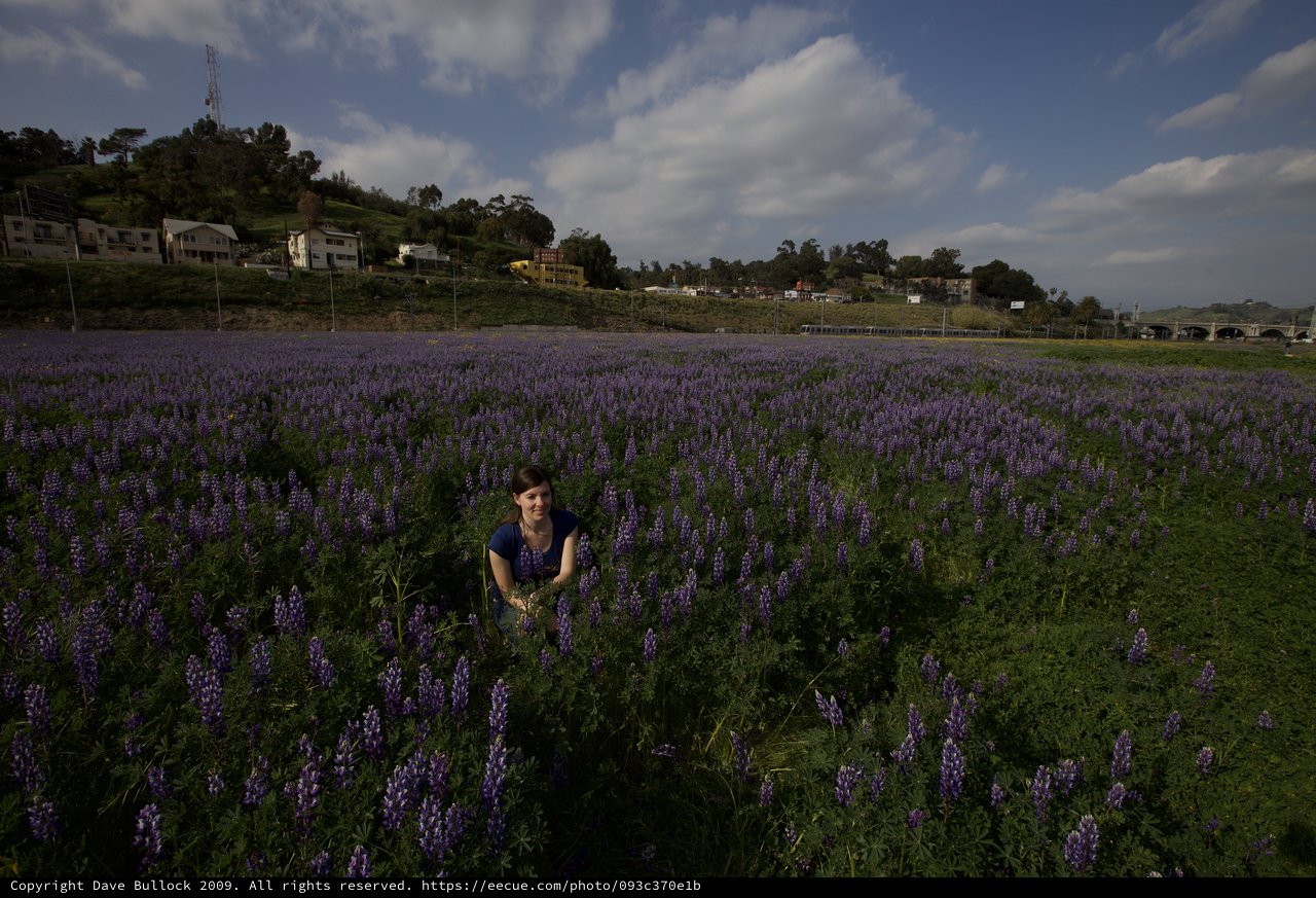 Woman Among a Sea of Purple Lupine Blooms
