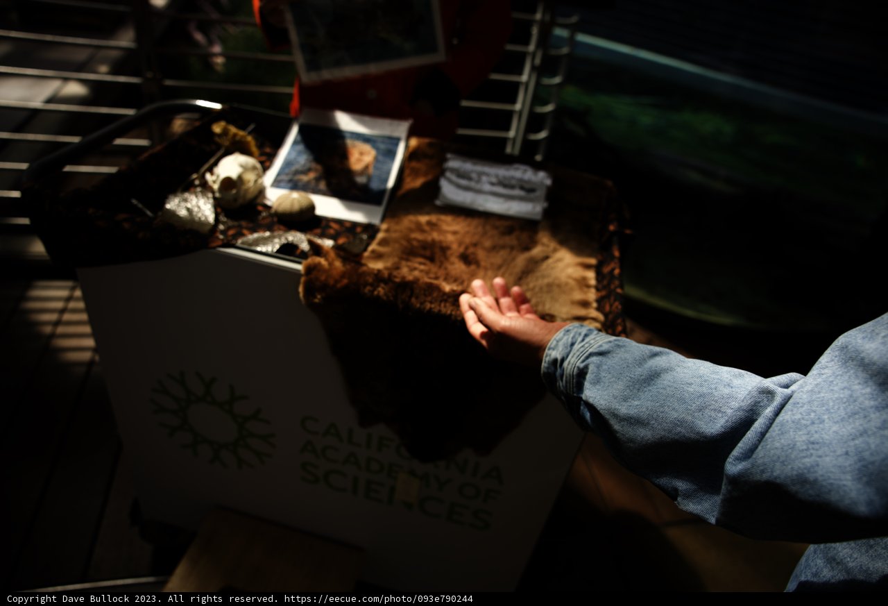 A Whimsical Moment at California Academy of Sciences