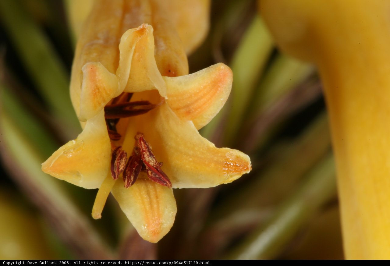 Bee in a Yellow Flower