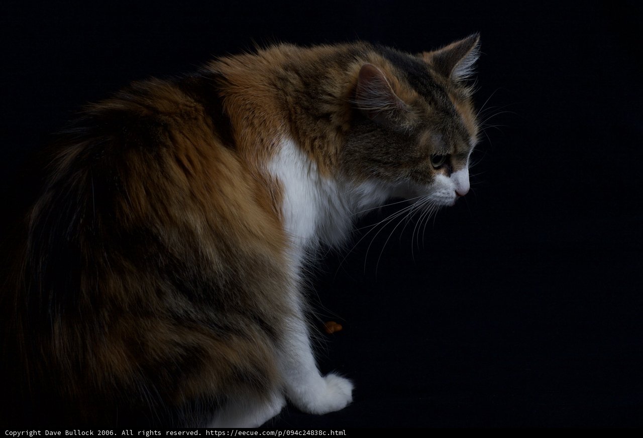 Majestic Calico Cat