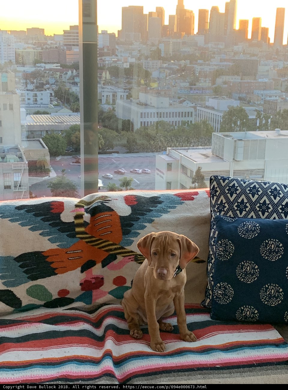 City Canine Couch Companion