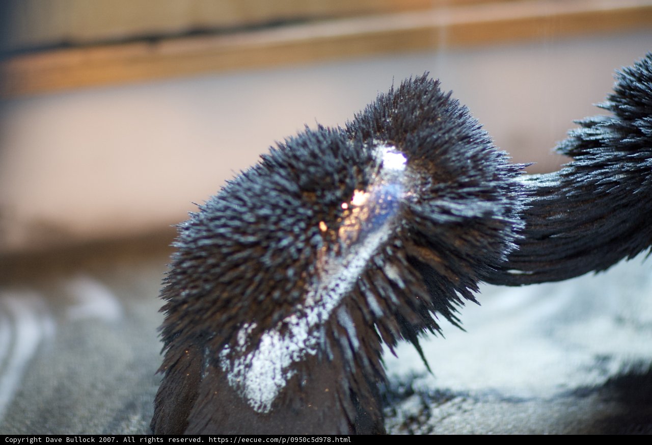 Frosty Beak Bird