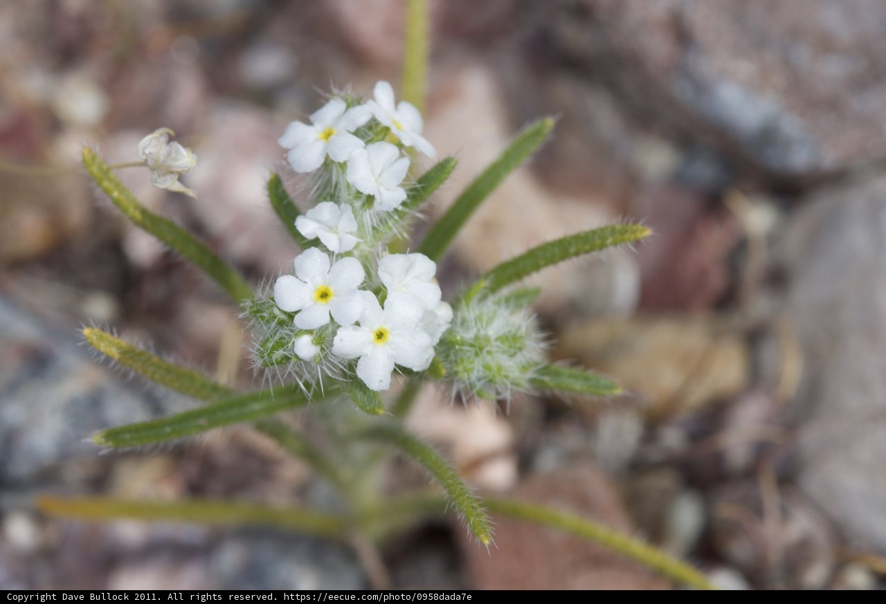 Tiny Geranium Blossom