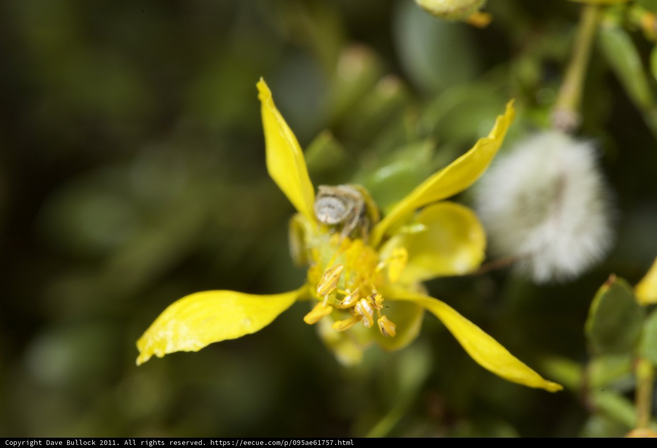 Yellow Bloom with a White Partner