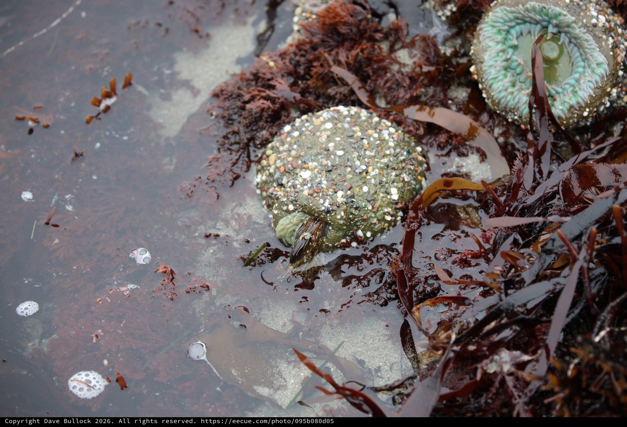 Encrusted Abalone Shells in Rocky Tidal Pool