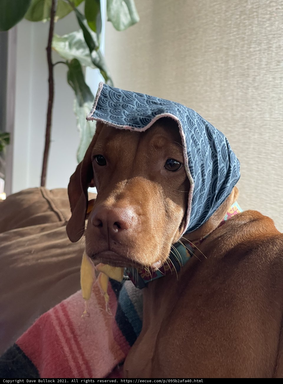 Furry fashion icon