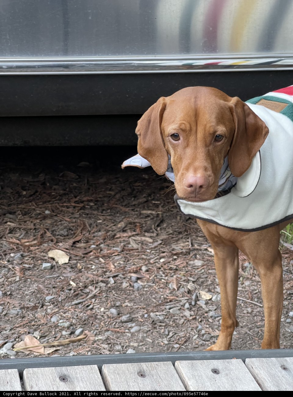 Stylish Canine Companion