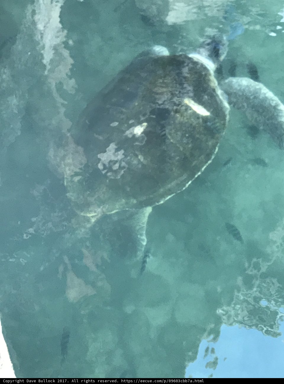 Majestic Sea Turtle in its Habitat