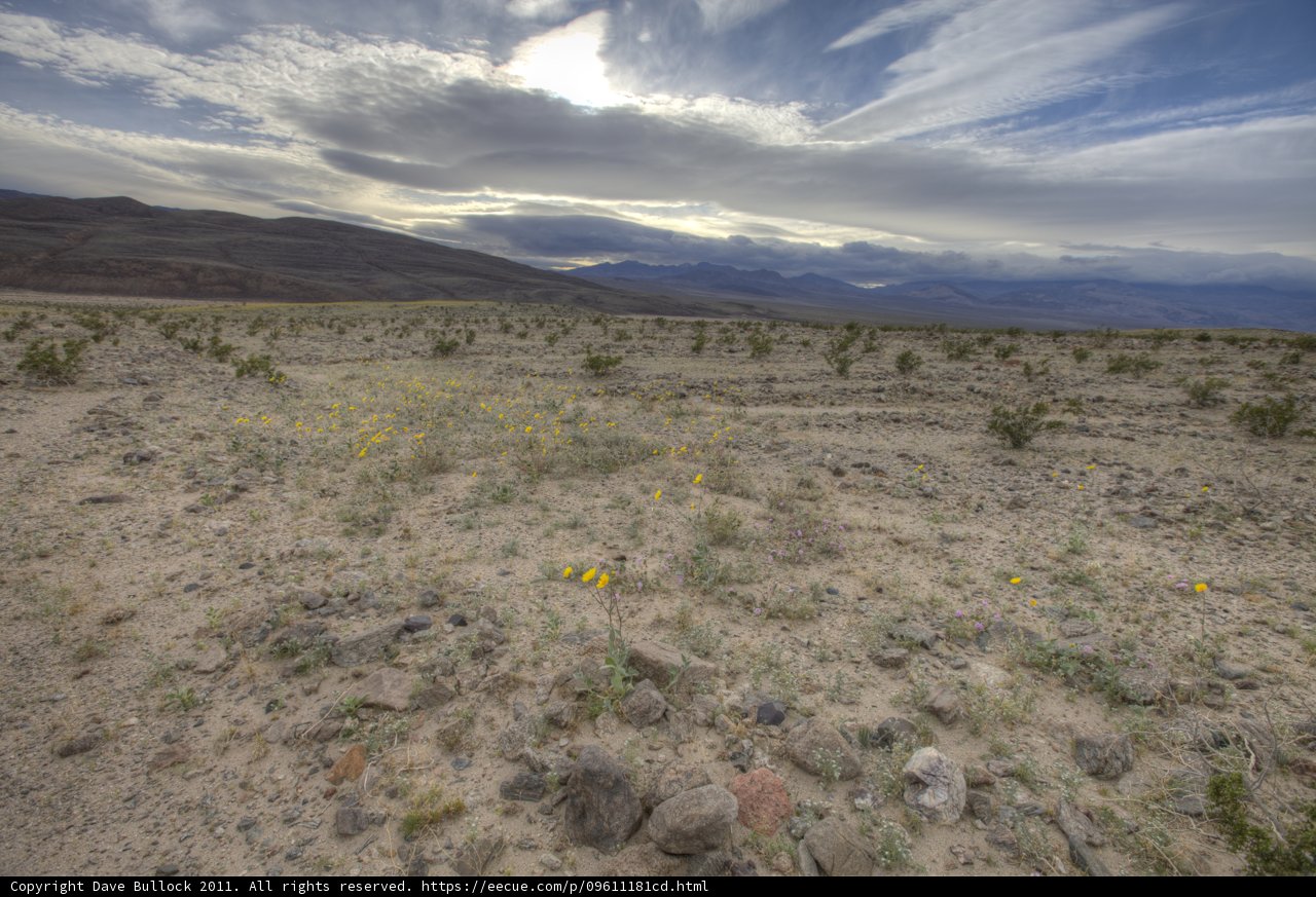 Yellow Flowers Blooming in the Desert