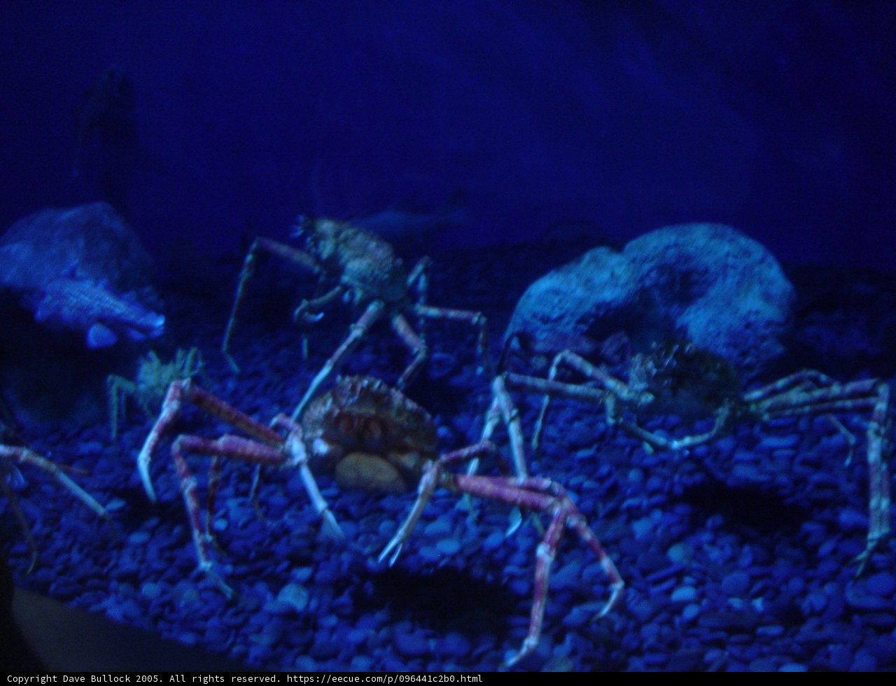 Blue-Lit Crabs in the Aquarium