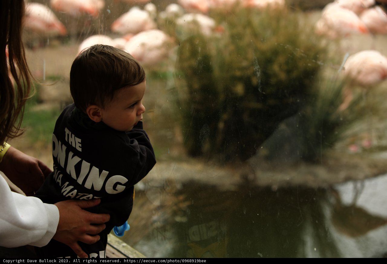 Precious Moment at the San Francisco Zoo