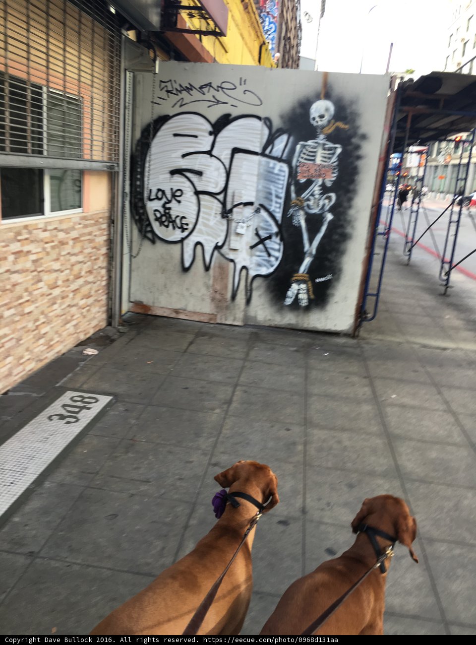 City Dogs