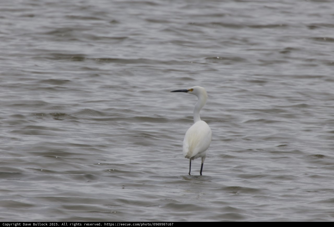 Graceful Solitude