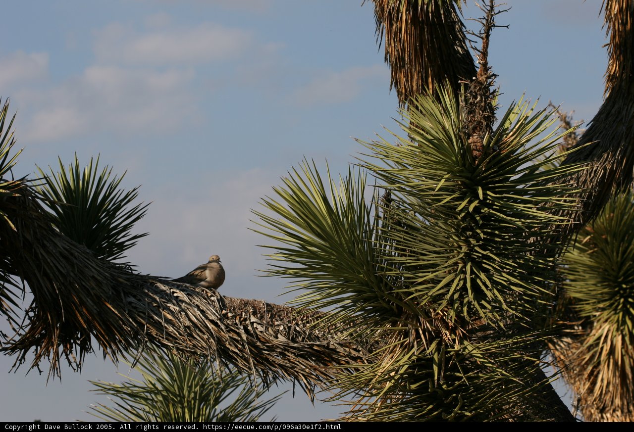 Majestic bird perched on a tree branch