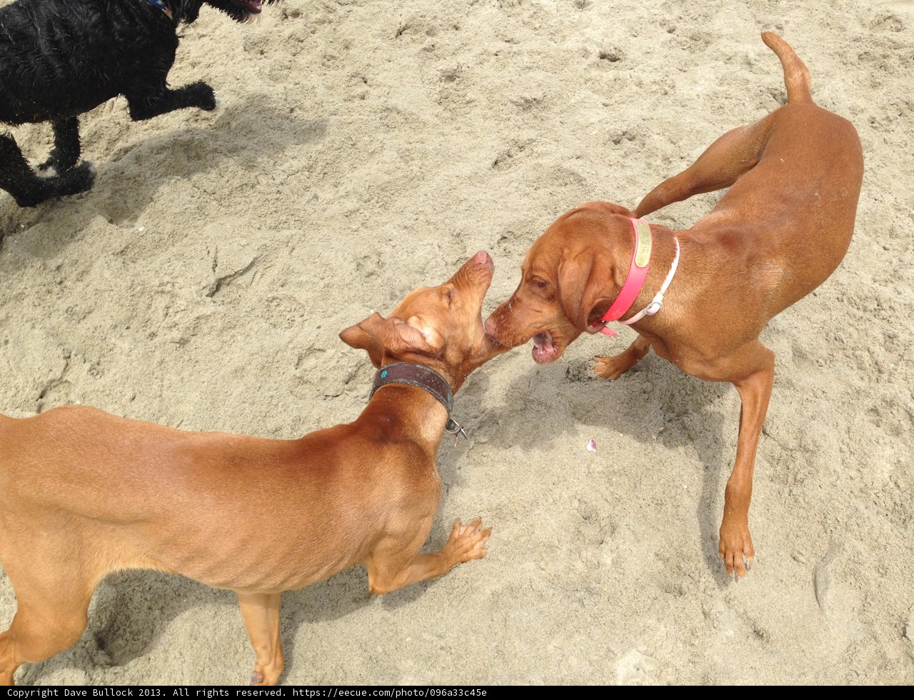 Playful Pups at Rosie's Dog Beach