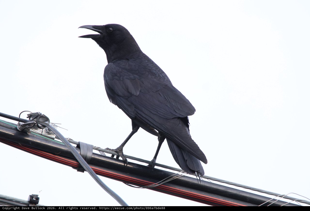 American Crow Calling from Power Line Perch