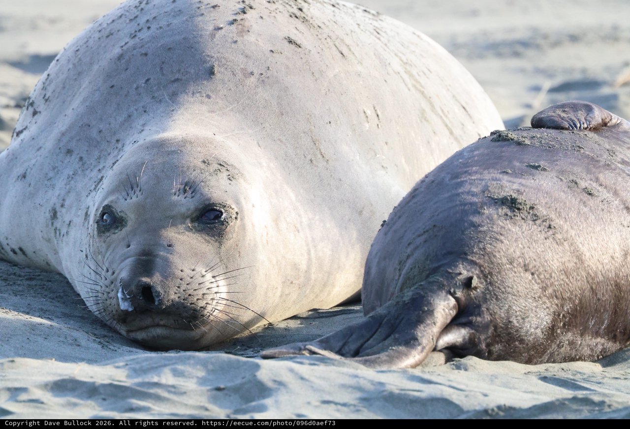 Elephant Seal Pup and Adult Resting on Beach