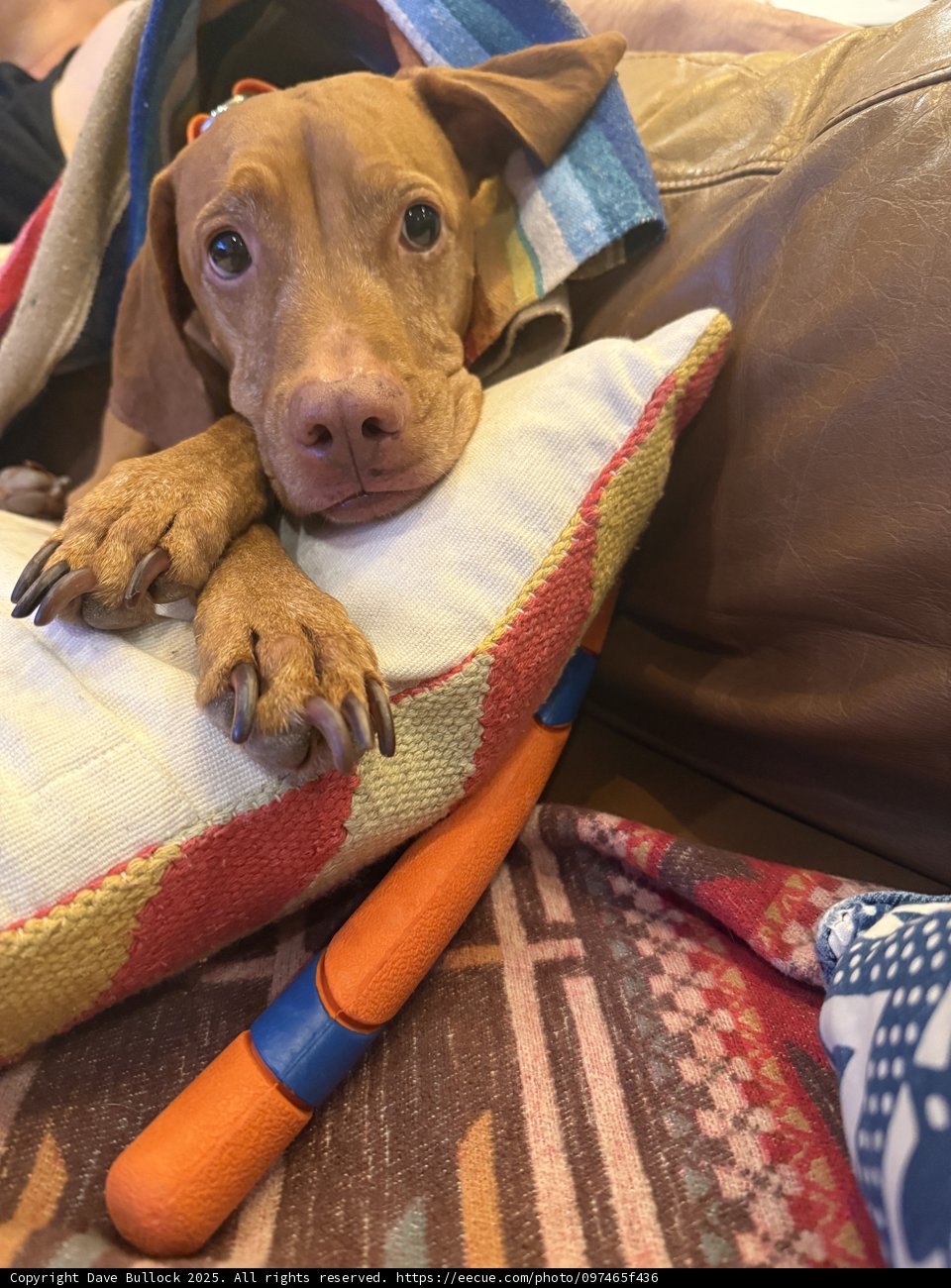 Cozy Canine Moments