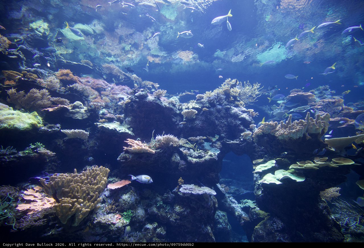 Vibrant Coral Reef Ecosystem with Tropical Fish