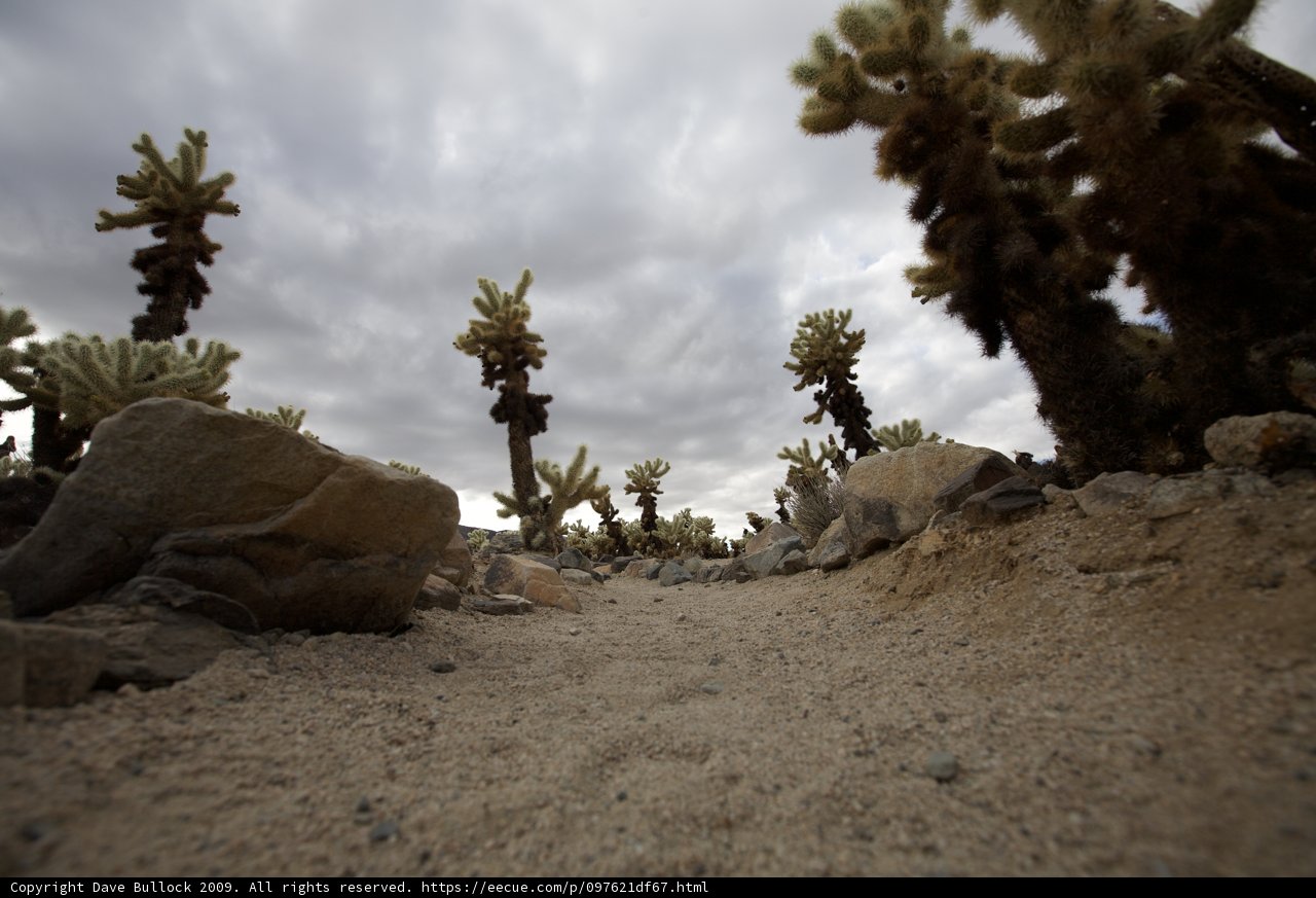 Desert Serenity