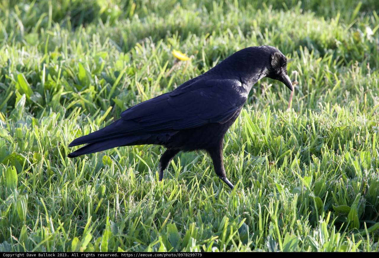 Majestic Moment in the Grassland