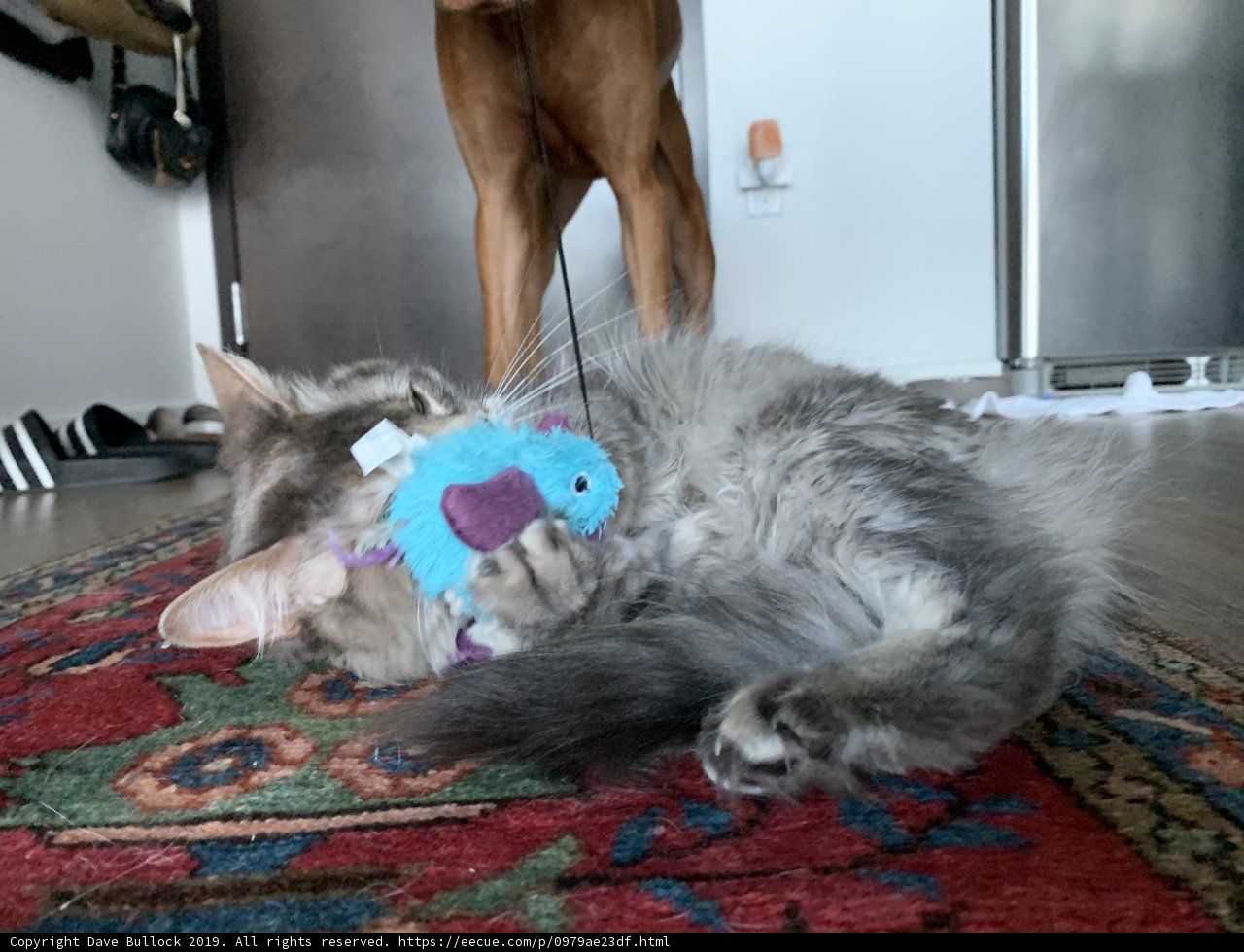 Playful Cat on Hardwood Floor