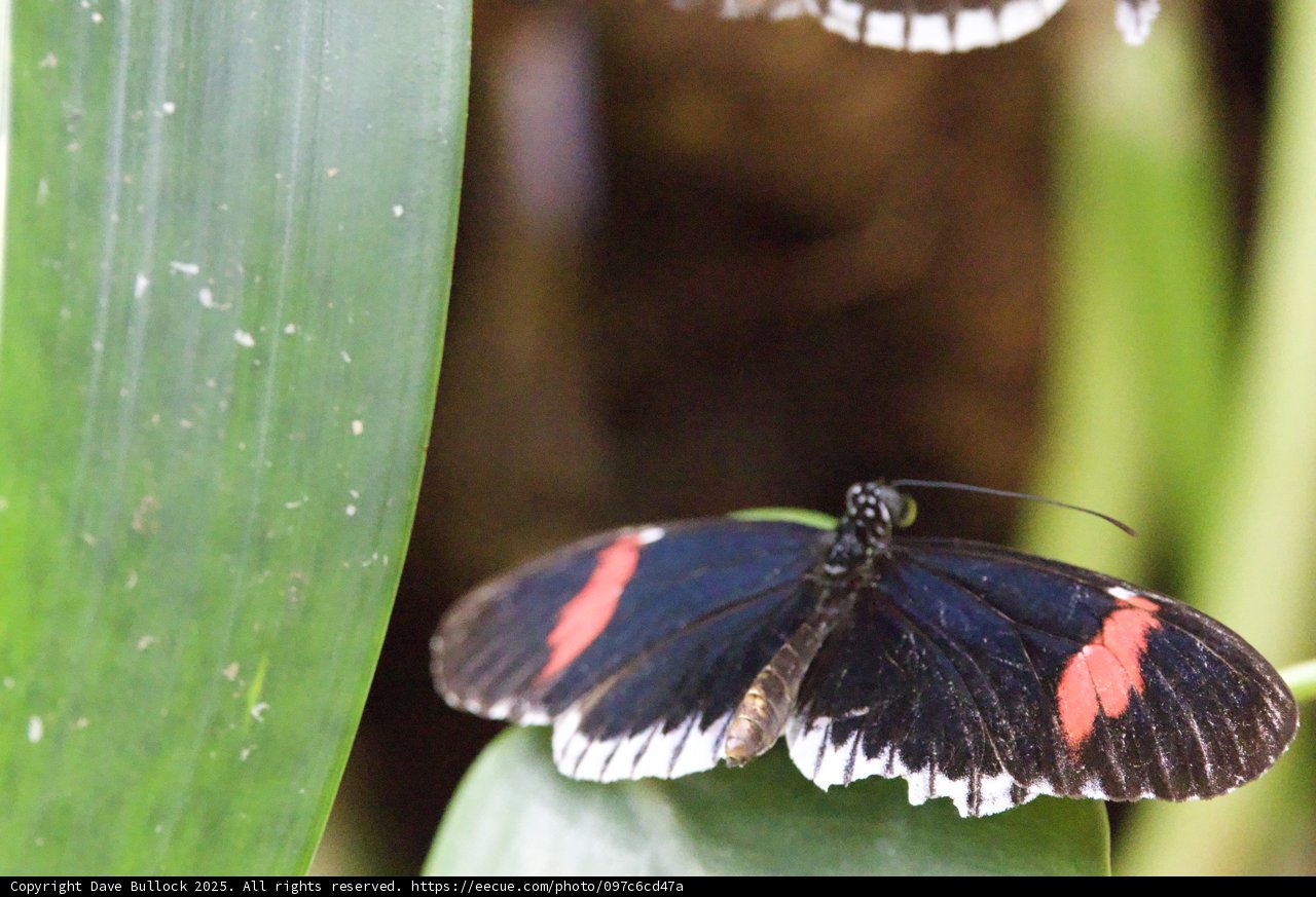 Wings of Elegance
