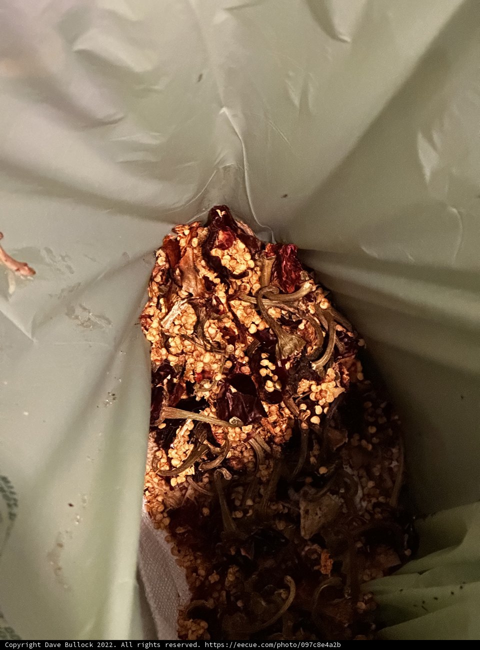 Crispy Granola Delight