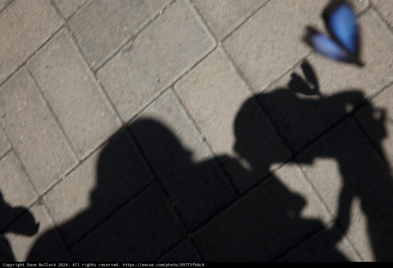 Shadows and Butterflies