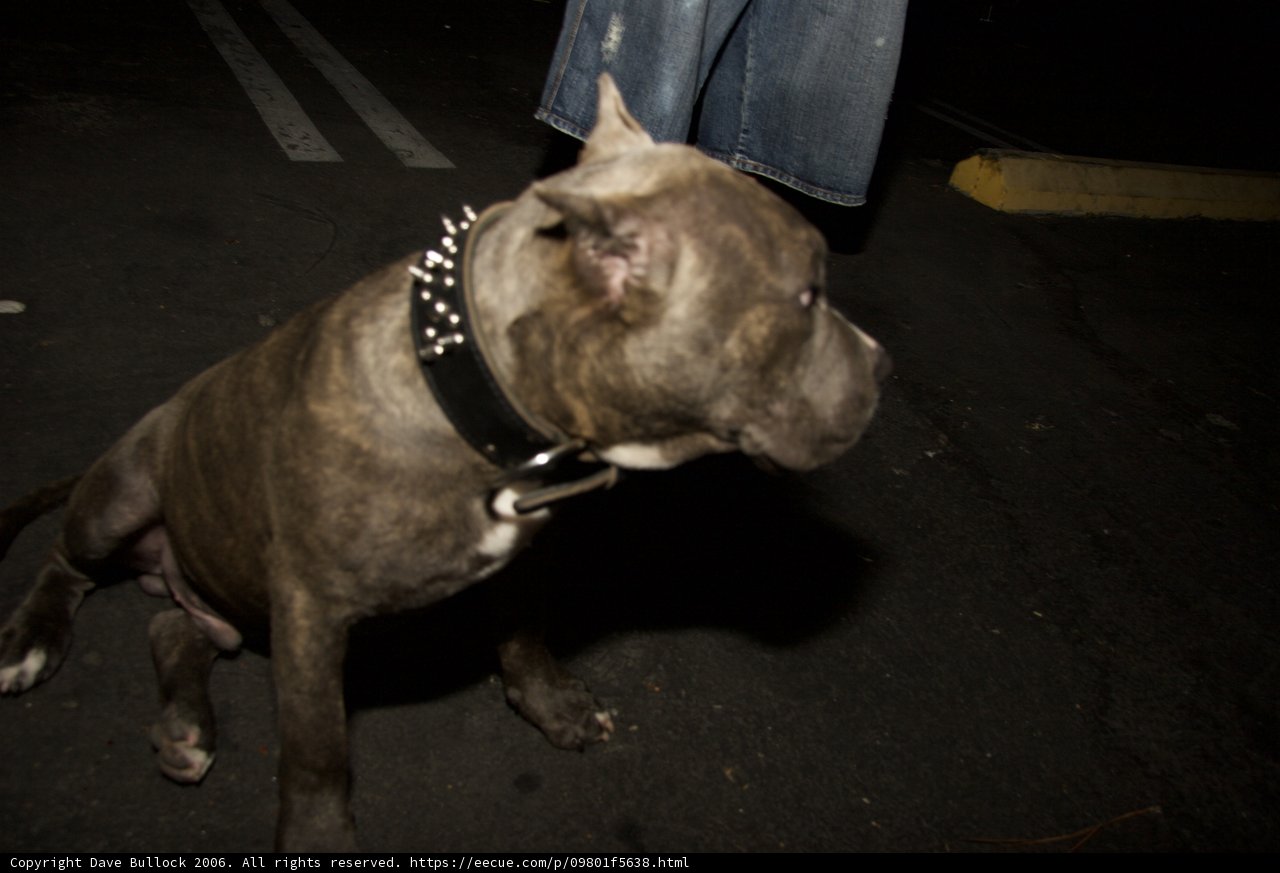 Dark Canine Companion