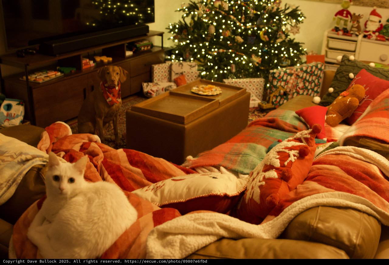 Cozy Christmas Morning with Pets at Home