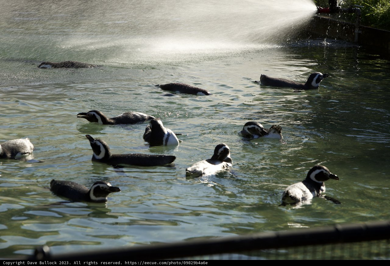 Duck Gathering at the SF Zoo
