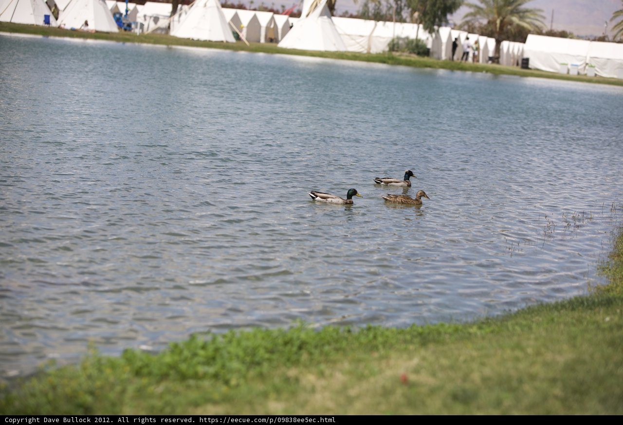 Three Ducks Enjoying Summer by the Pond