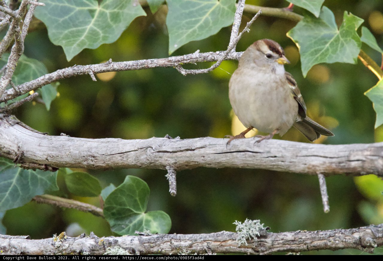 Sparrow Serenity in Fort Mason