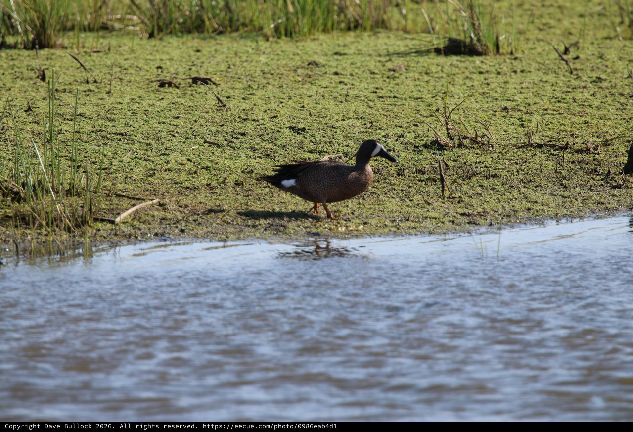 Australian Shoveler Duck in Wetland Habitat