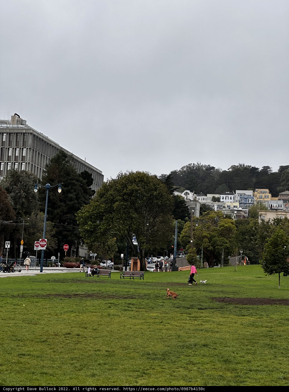 A Peaceful Afternoon in Duboce Park