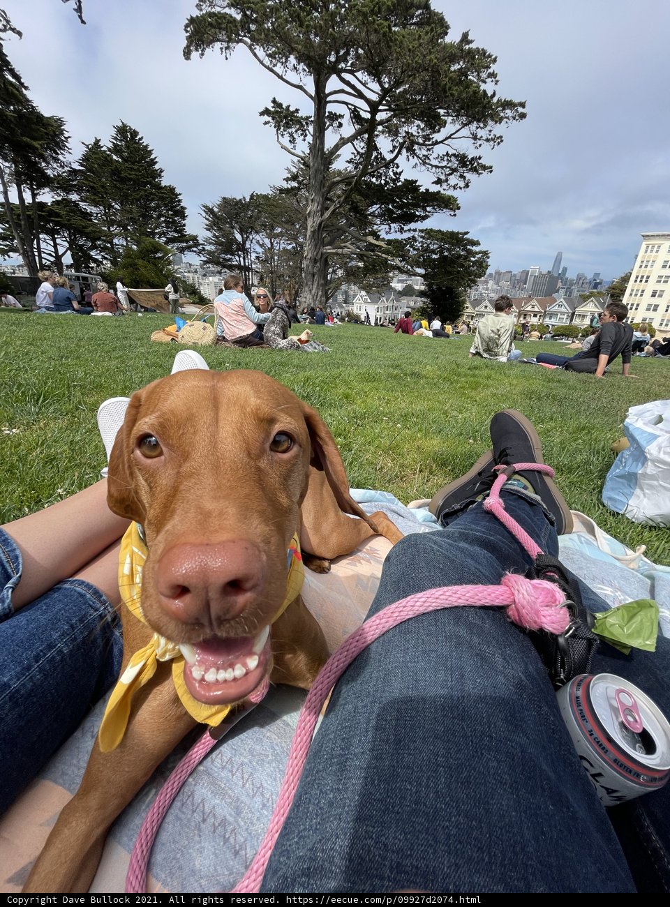 Dog and Human Relaxing in Alamo Square