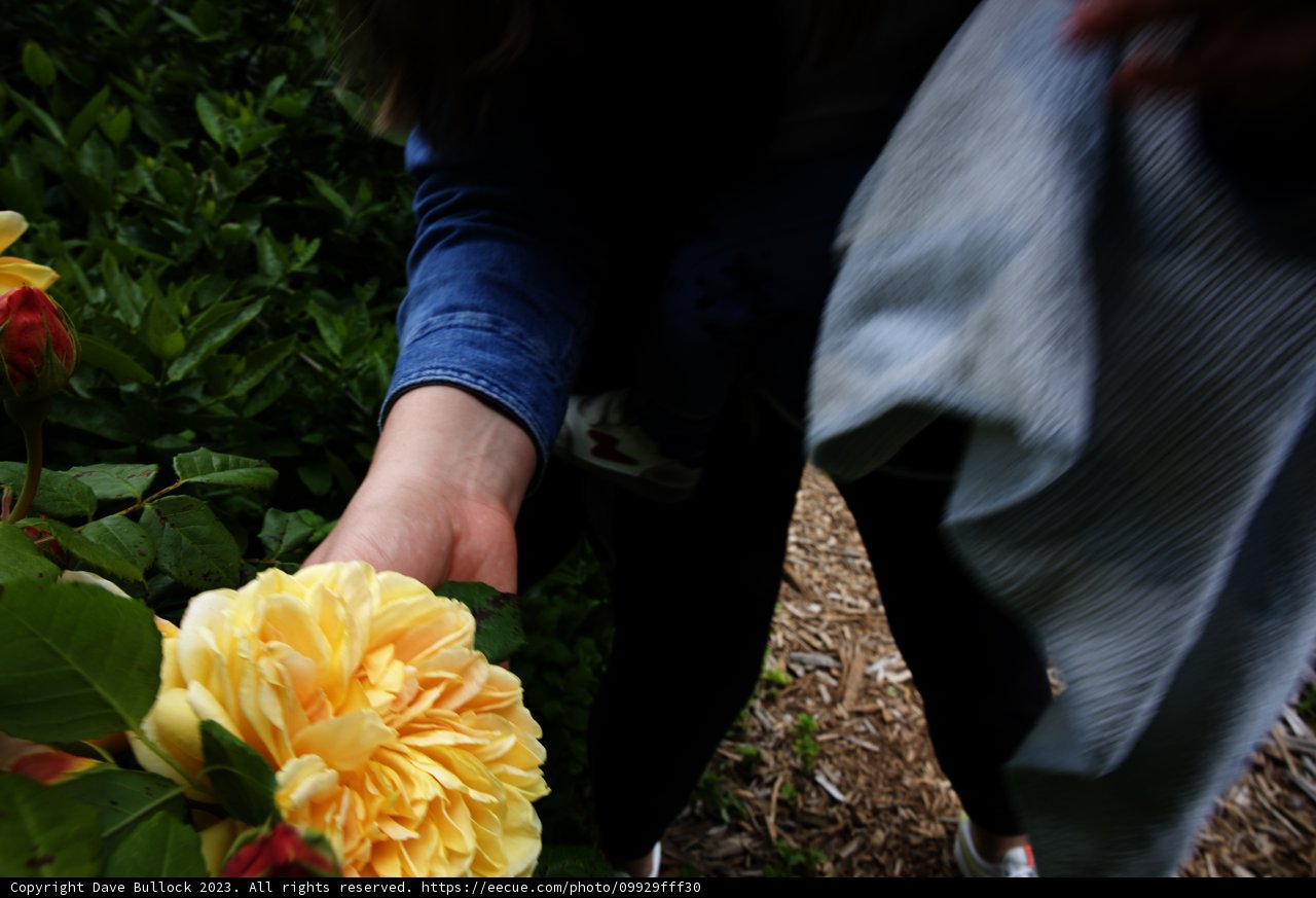 A Radiant Moment at the San Francisco Botanical Garden