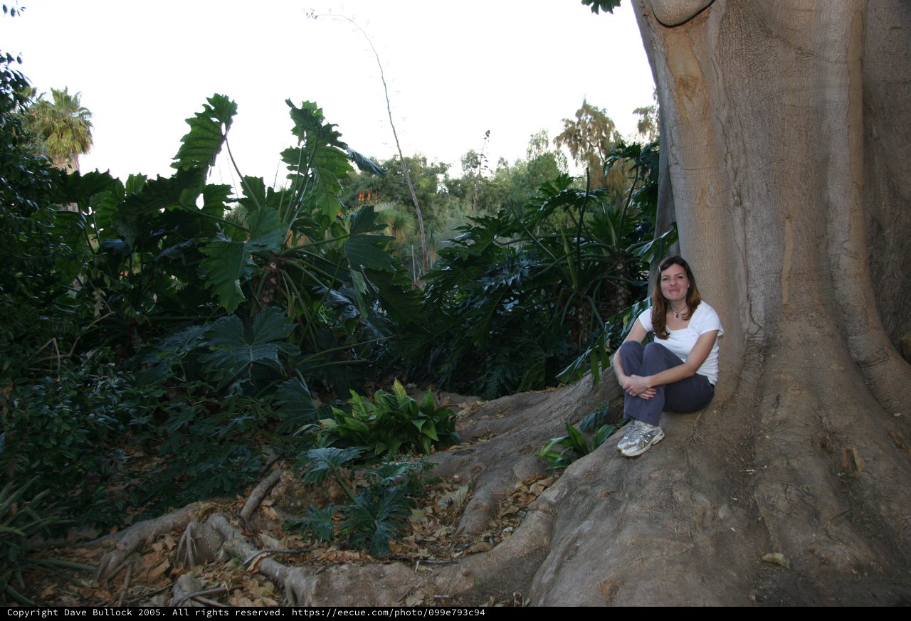 Woman Resting Against Massive Ancient Tree Roots