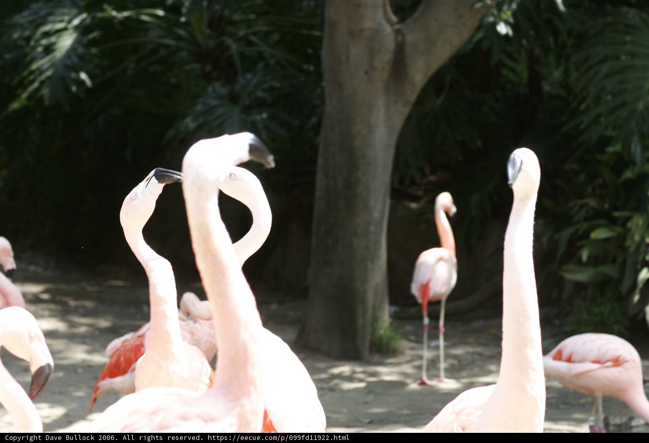 Flock of Flamingos