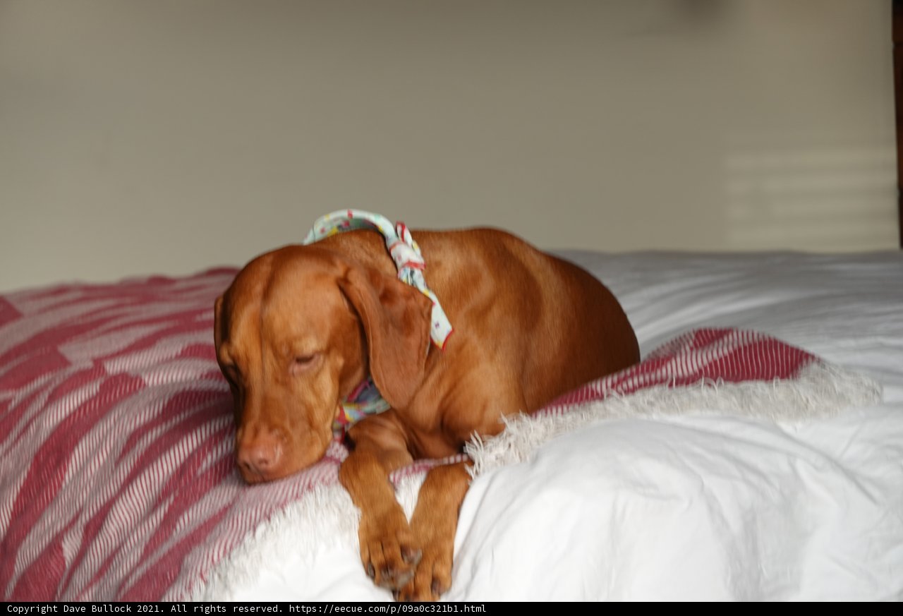 Cozy Canine