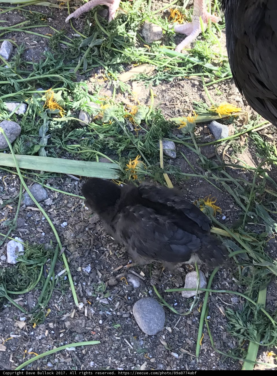 Blackbird in Greenery