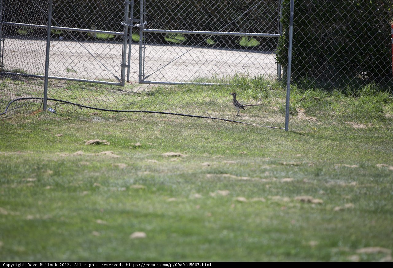 Birdwatching in the Backyard Caption: A beautiful bird takes a break from exploring the grassy land and perches by the fence.