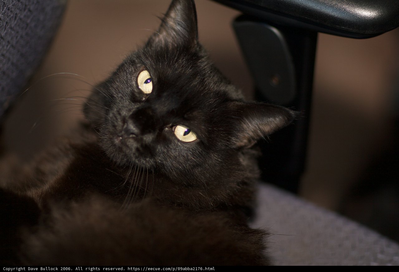 The Relaxed Black Cat