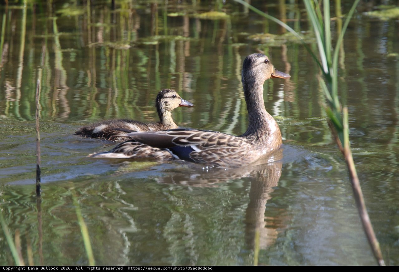 Pair of Mottled Ducks Swimming in Wetland Pond