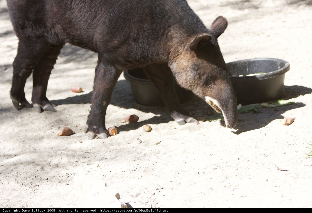 Hungry Pig Feeding Time at the Zoo