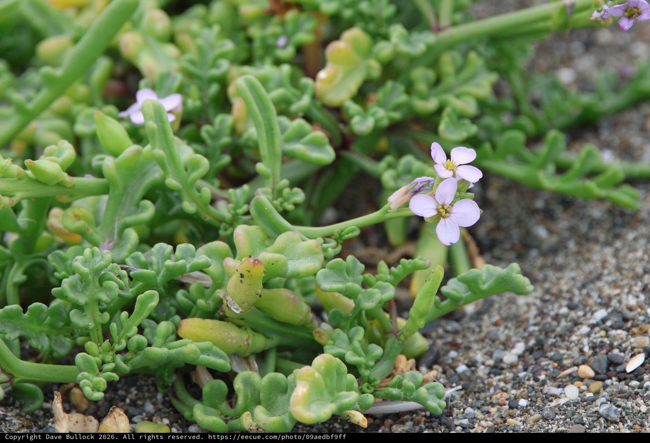 Delicate Sea Rocket Blooms on Sandy Coastal Shore