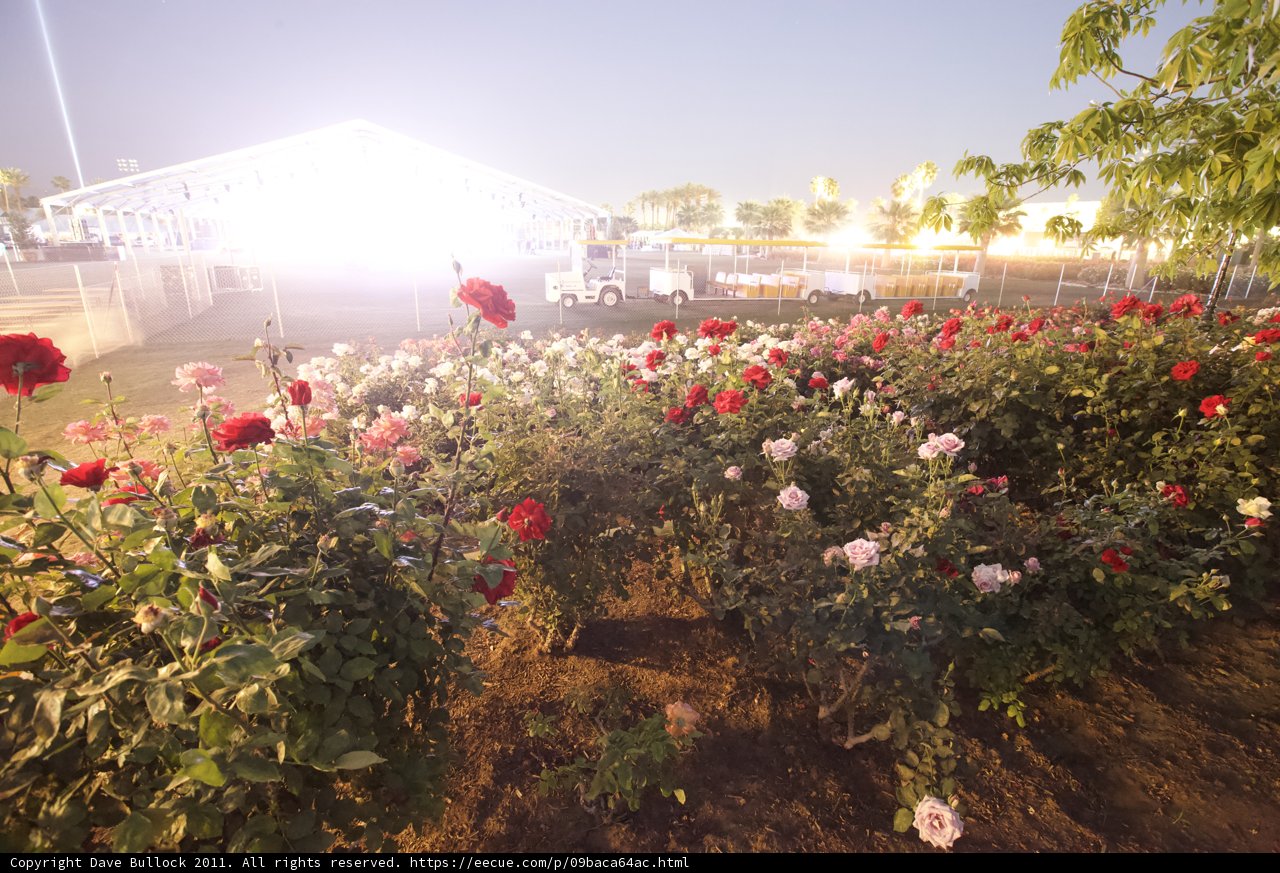 Garden of Roses under the Starry Sky