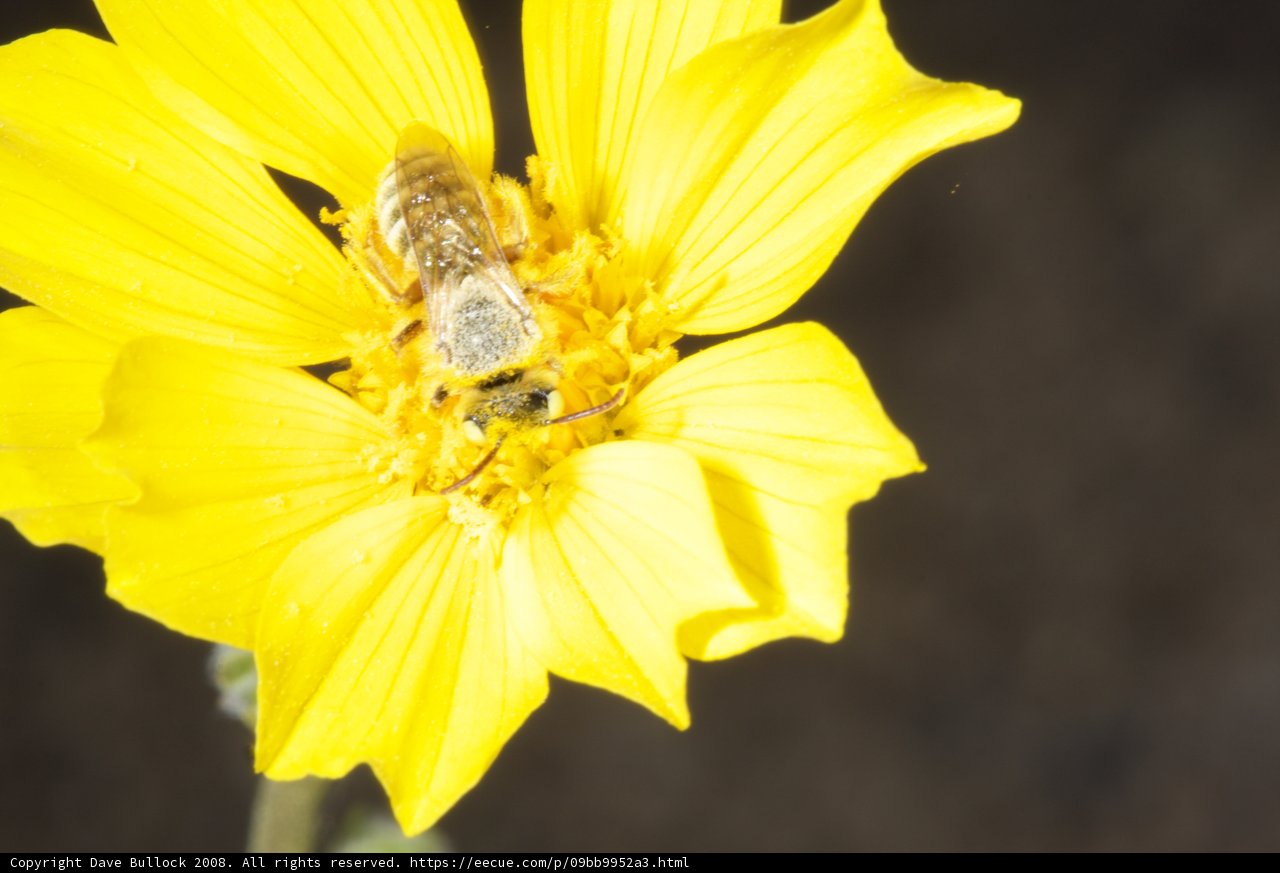 Garden Visitor