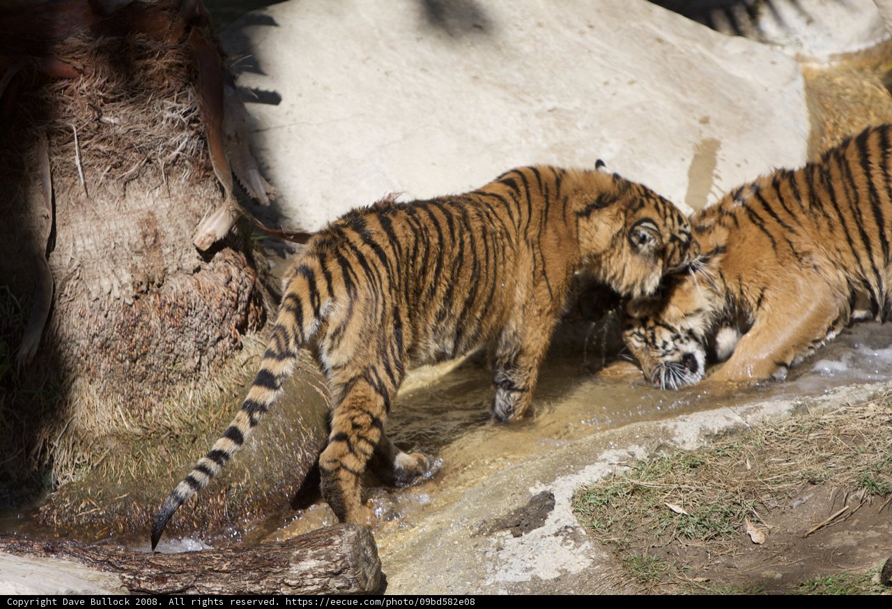 Thirsty Tigers at the Stream